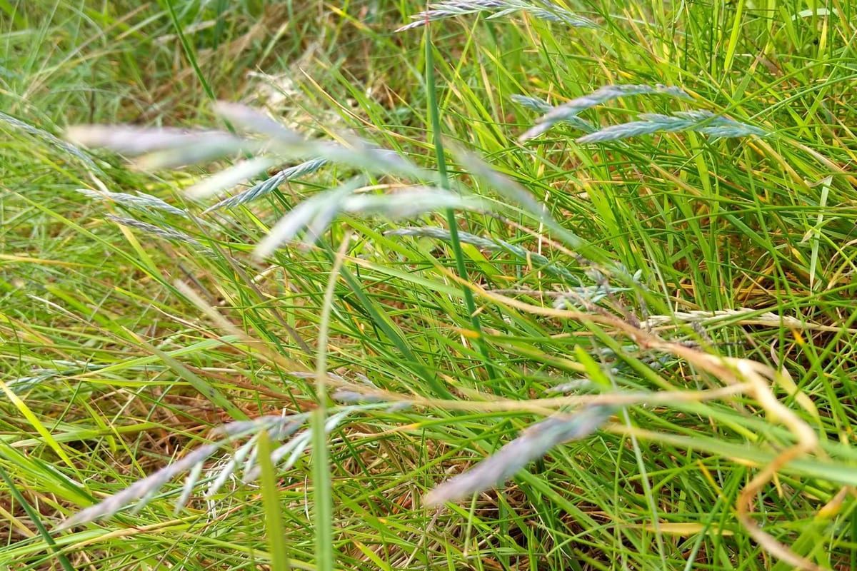 Fine Fescue (Festuca spp.) growing as a Idaho lawn, close-up of blade texture and growth habit