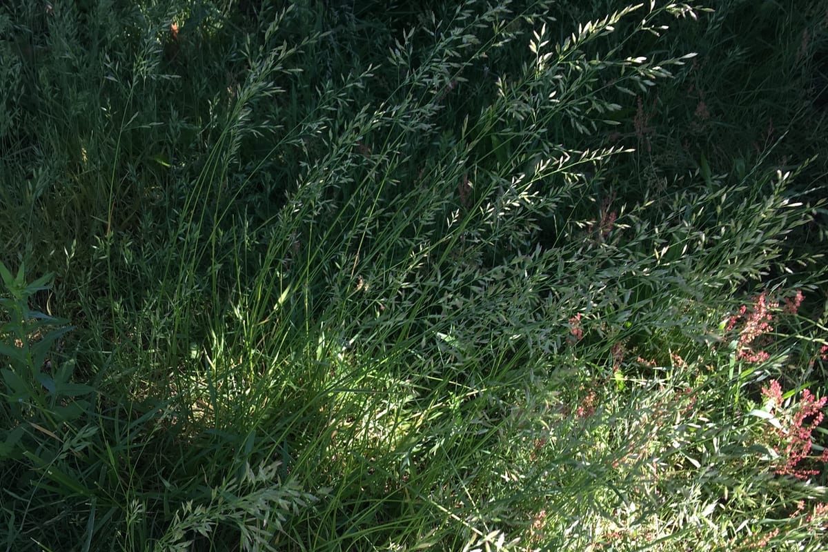 Kentucky Bluegrass (Poa pratensis) growing as a Connecticut lawn, close-up of blade texture and growth habit