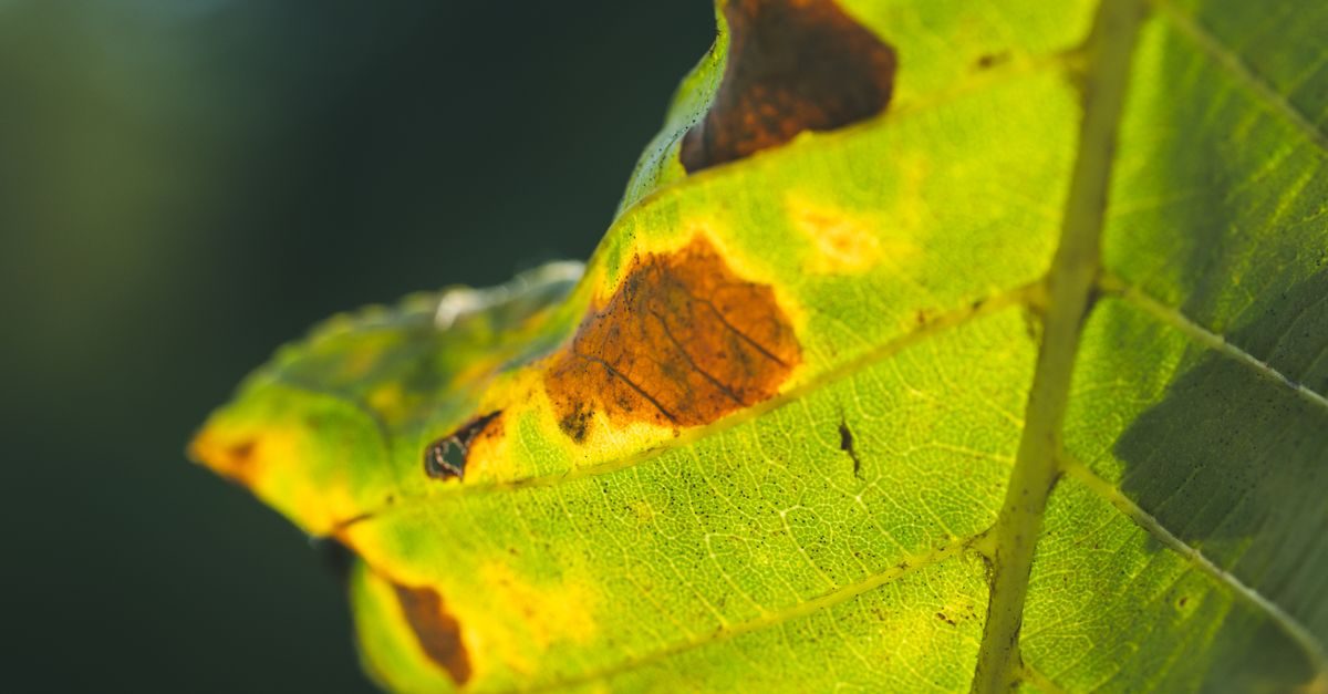 Lawn Rust Disease: Why Your Grass Looks Orange and How to Fix It