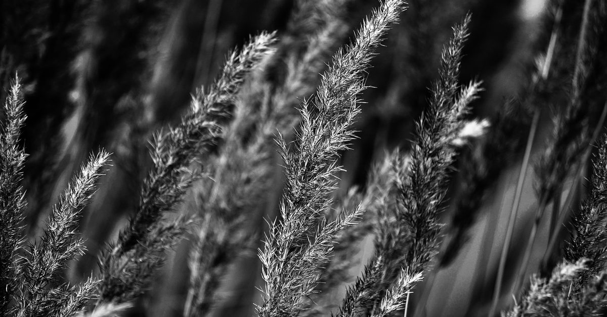 Torpedograss in Lawns: How to Identify It and What to Do Next
