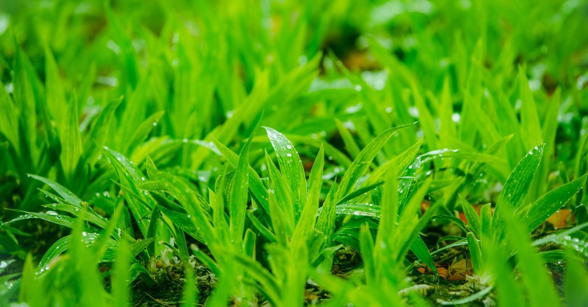 Photo by Suki Lee on Pexels South Carolina Bermuda Fertilizer Schedule for 2026