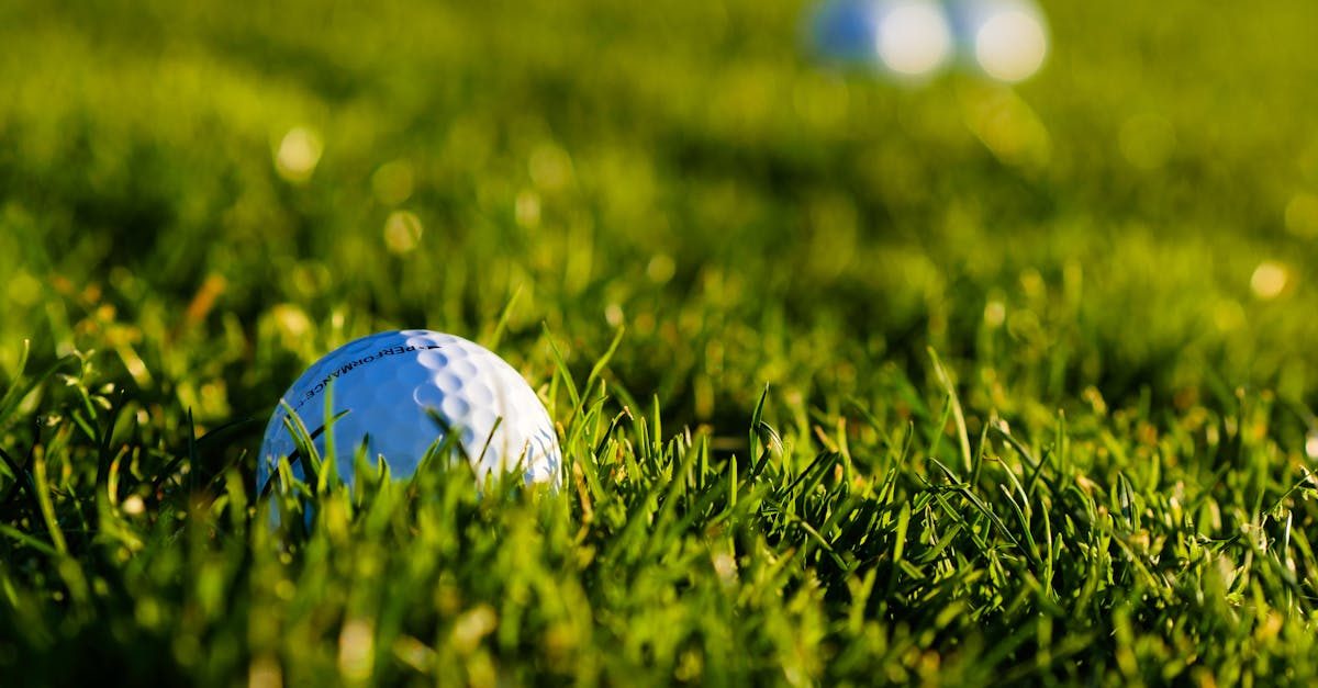 Selecting the Right Fine Fescue Grass Seed photo