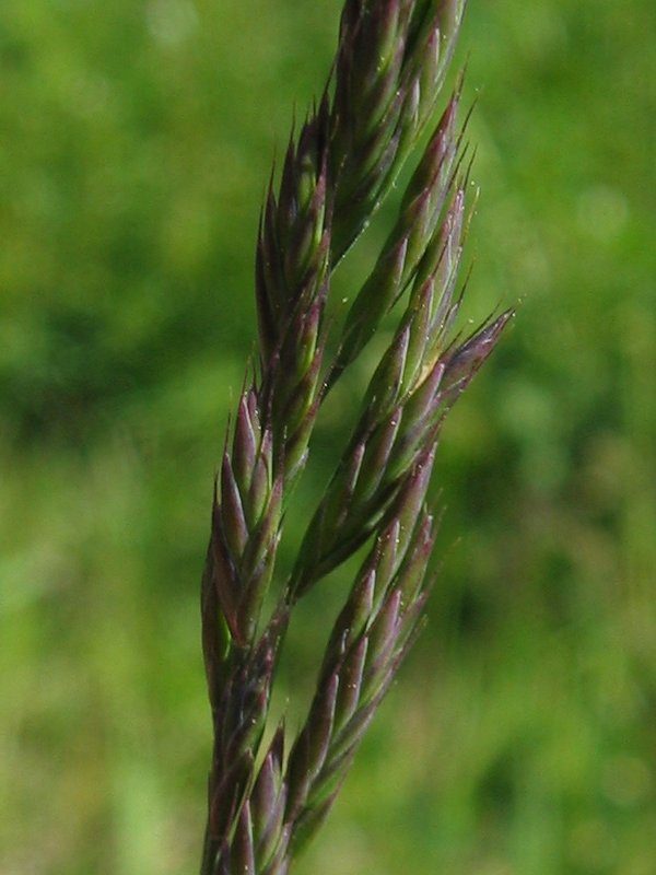 Fine fescue close-up showing the very narrow blade texture