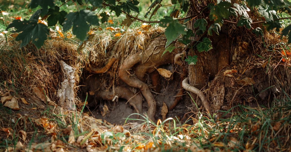 Summer Patch: The Root Disease That Browns Lawns in Heat