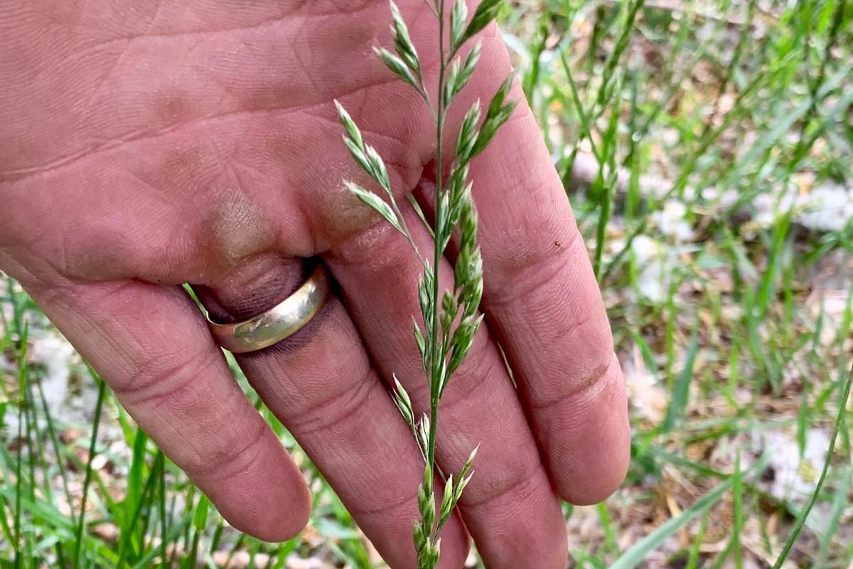Tall Fescue (Festuca arundinacea) growing as a Idaho lawn, close-up of blade texture and growth habit