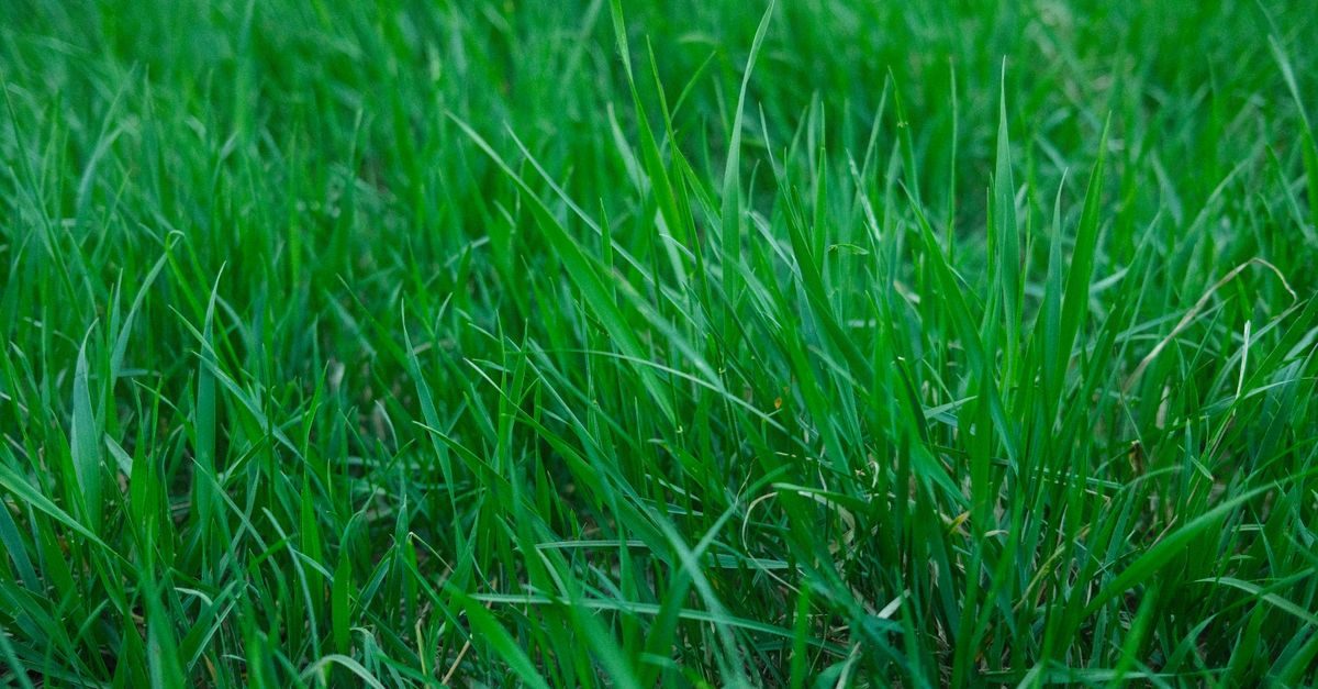 Photo by Egor Komarov on Pexels Kentucky Bluegrass lawn