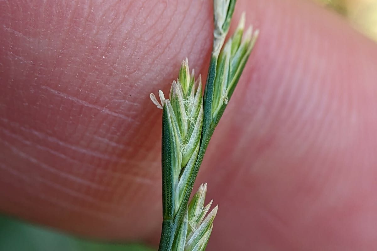Perennial Ryegrass (Lolium perenne) growing as a Nevada lawn, close-up of blade texture and growth habit