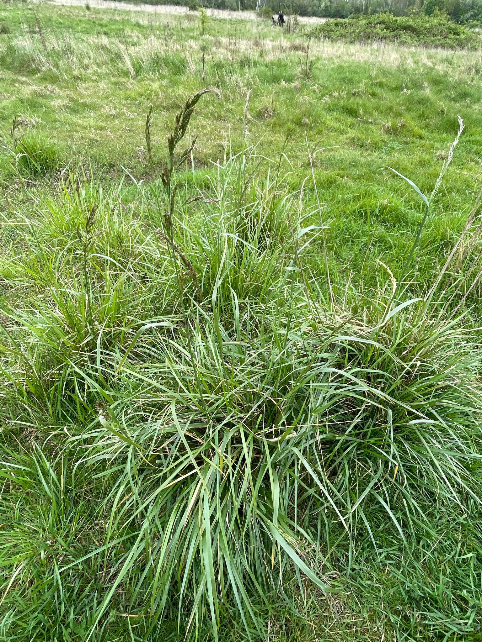 Tall fescue clump with coarse, broad green blades