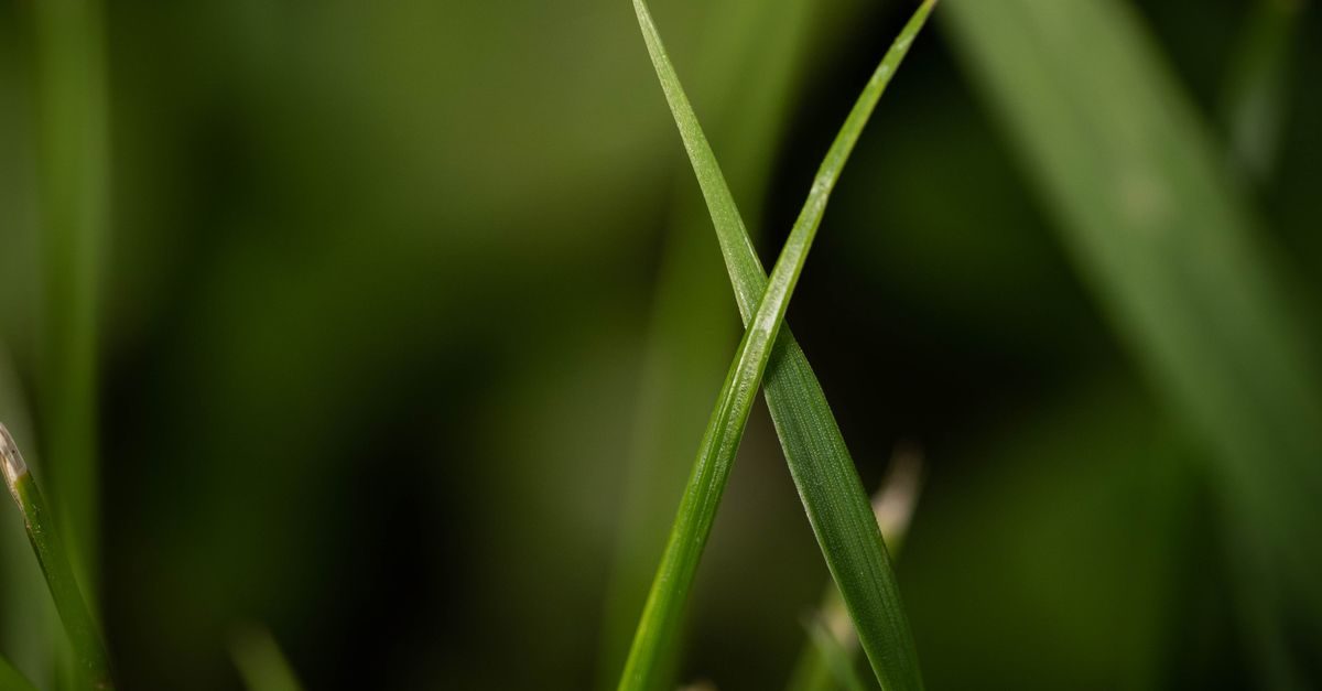 Types of Grass in Georgia: The Common Lawn Grasses