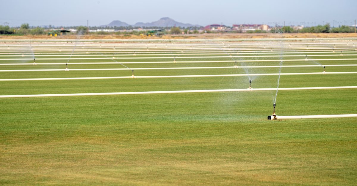 Photo of Annual Ryegrass