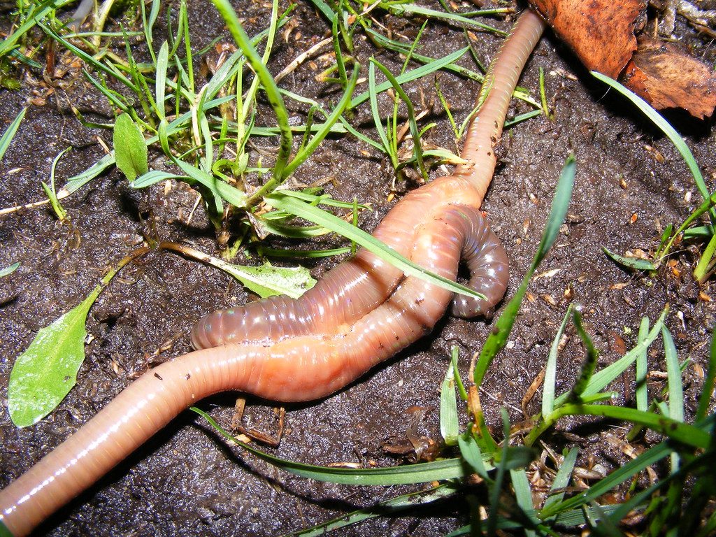 Do Earthworms Eat Grass? How Worms Help (or Hurt) Your Lawn