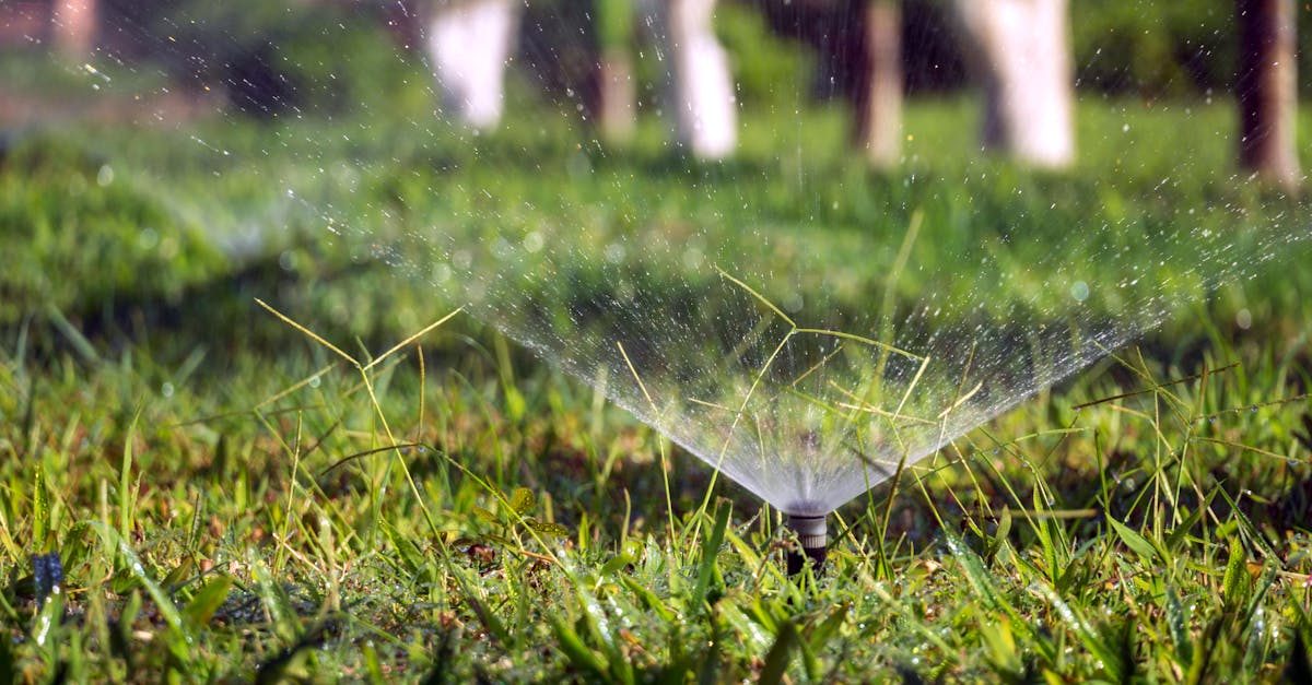 Signs of Overwatering Grass