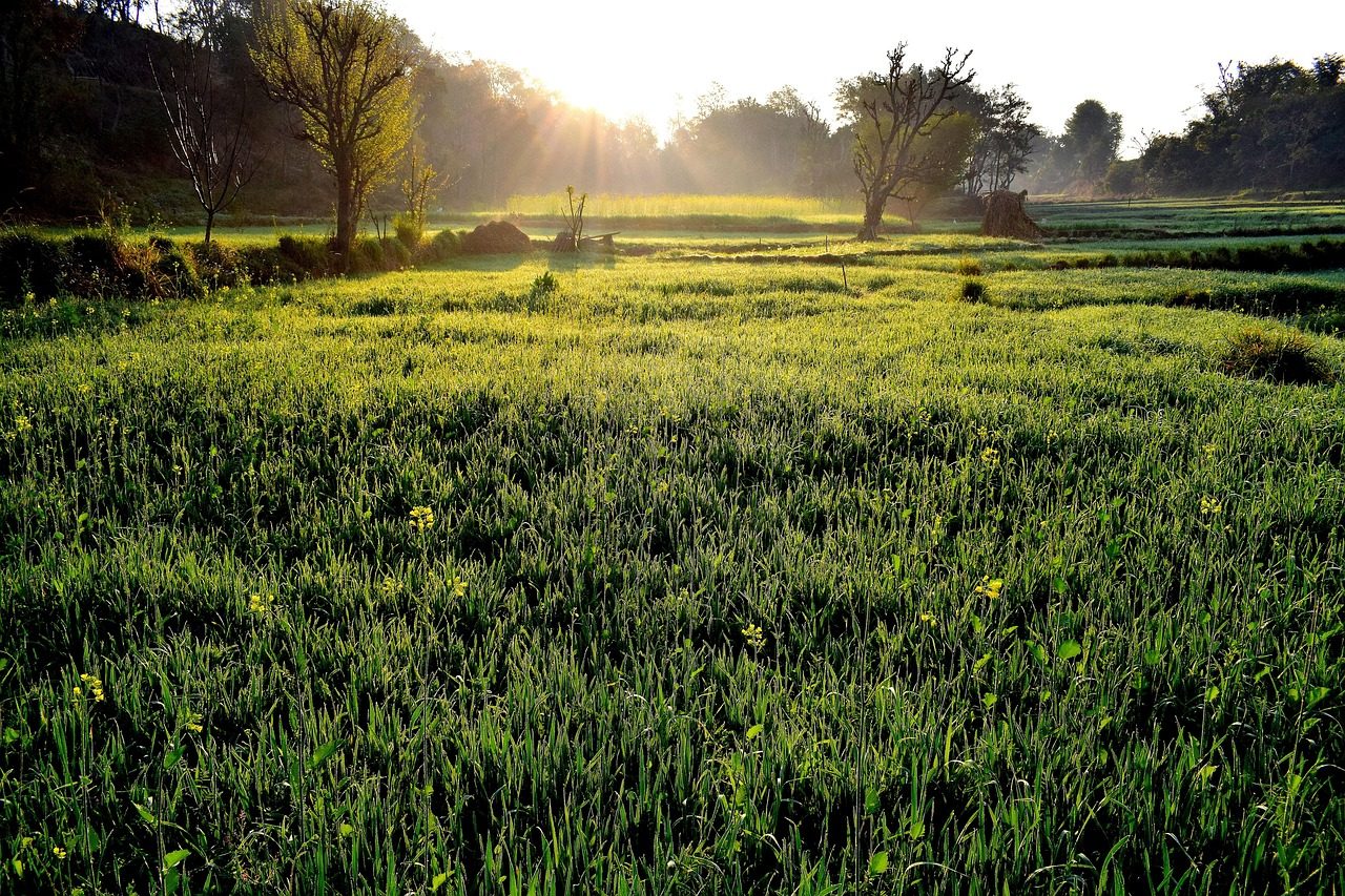 10 DIY Lawn Care Tips That Actually Save You Money (2026)