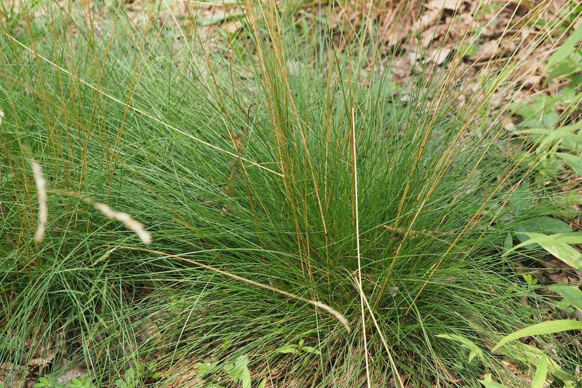 Fine Fescue (Festuca spp.) growing as a New Mexico lawn, close-up of blade texture and growth habit