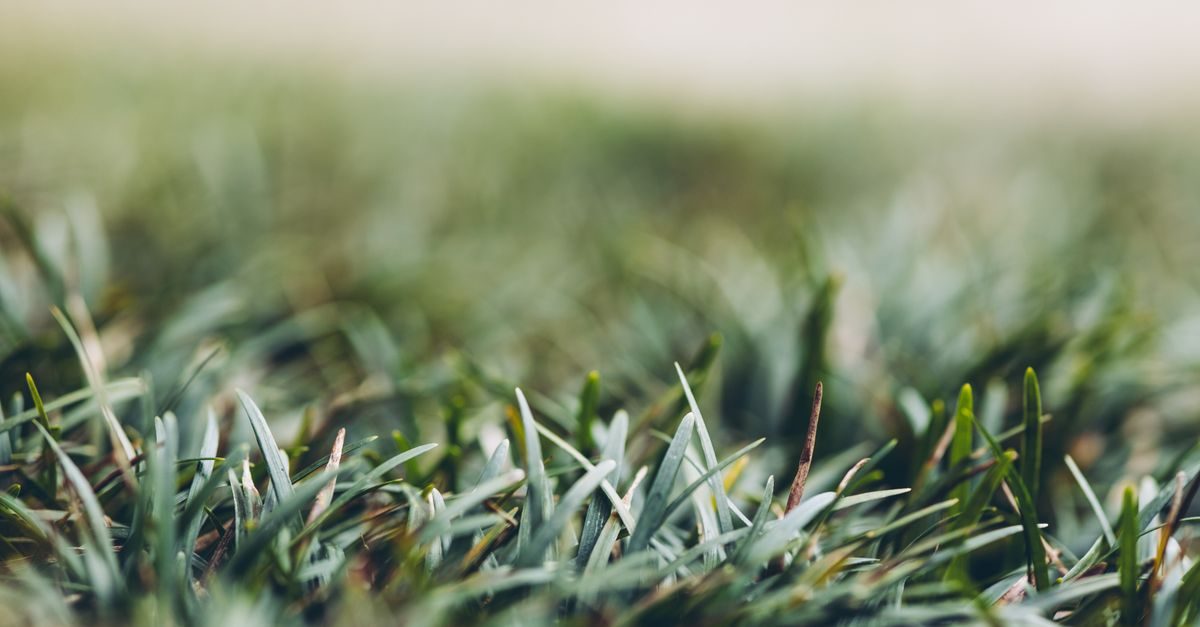 Photo by Rafael Rodrigues on Pexels Georgia Zoysia Fertilizer Schedule for 2026