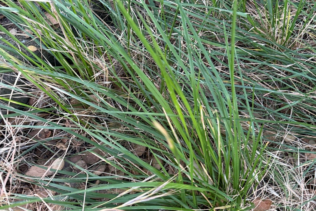 Tall Fescue (Festuca arundinacea) growing as a Utah lawn, close-up of blade texture and growth habit