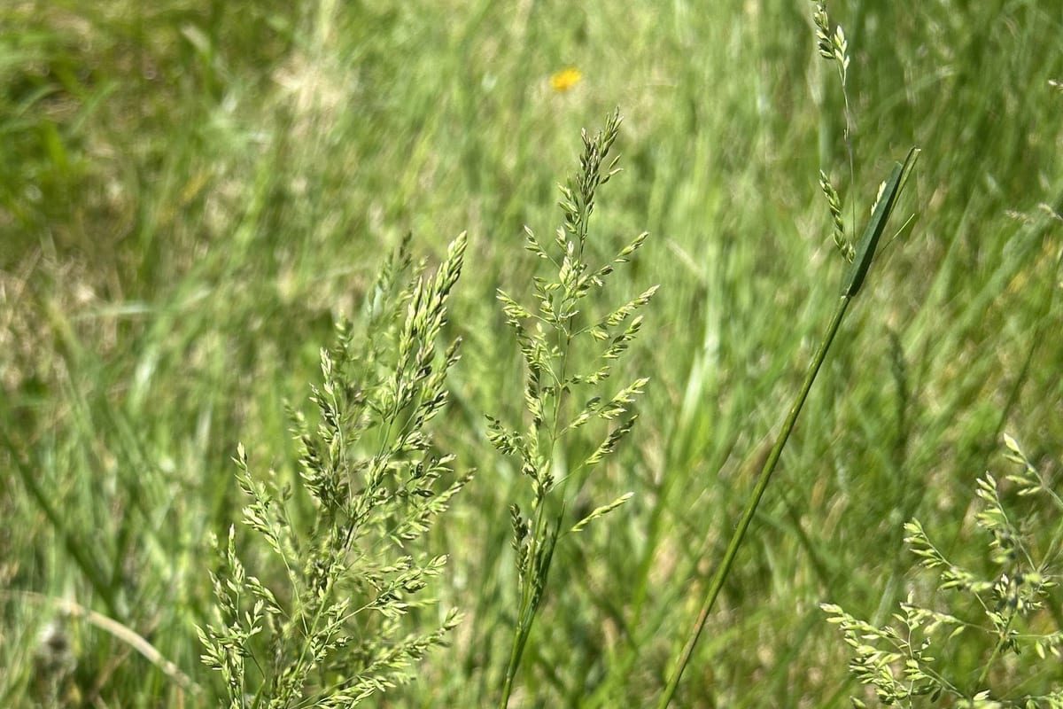 Kentucky Bluegrass (Poa pratensis) growing as a North Carolina lawn, close-up of blade texture and growth habit