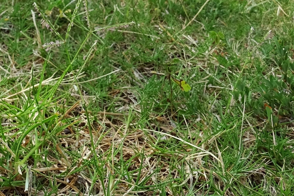 Bermudagrass (Cynodon dactylon) growing as a Georgia lawn, close-up of blade texture and growth habit