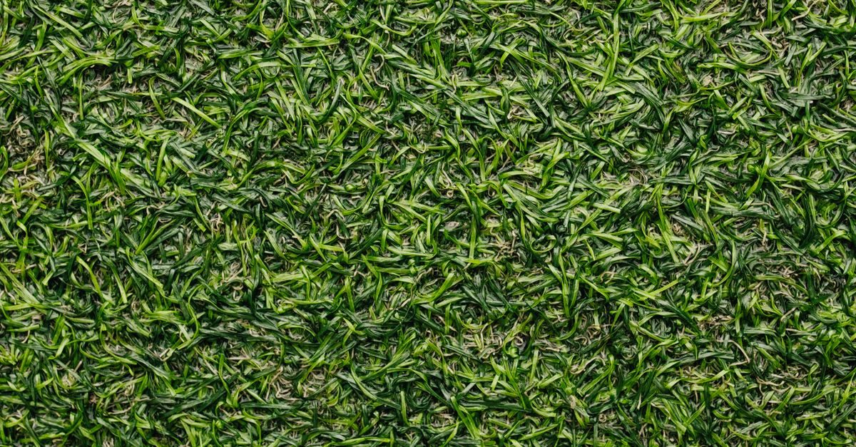 Types of Grass in New Jersey: What Is Growing in Your Yard