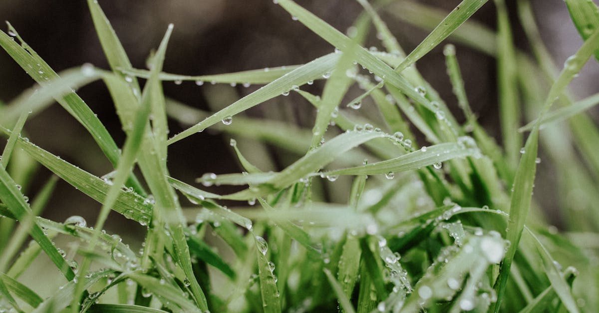 Photo by Masood Aslami on Pexels Understanding Centipede Grass Nutrition in 2026 photo