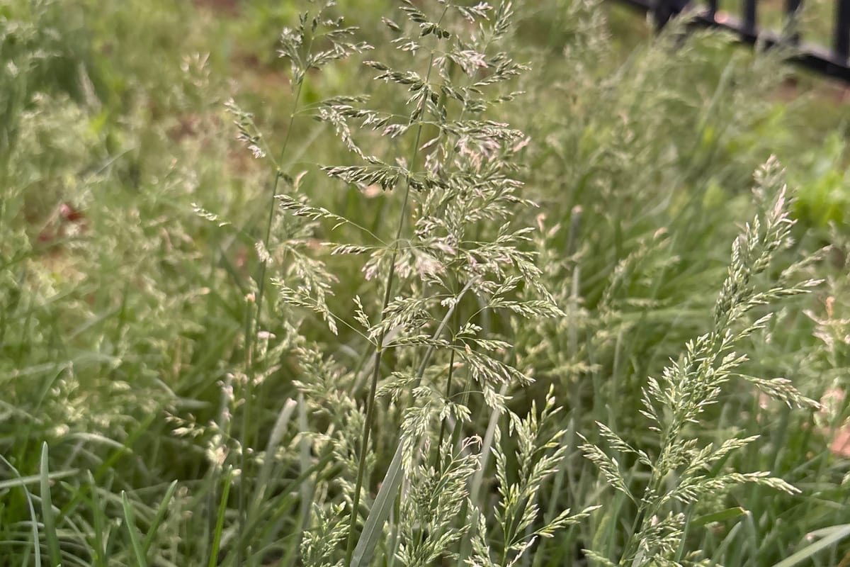 Kentucky Bluegrass (Poa pratensis) growing as a Pennsylvania lawn, close-up of blade texture and growth habit