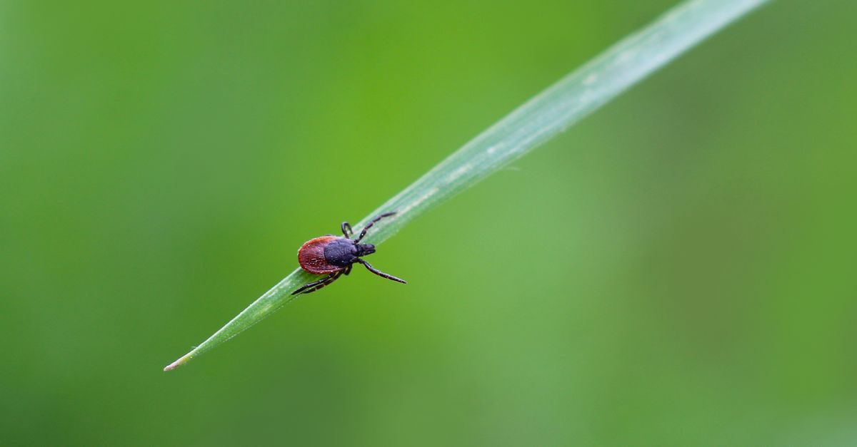 St. Augustine Grass Diseases: Identification and Treatment