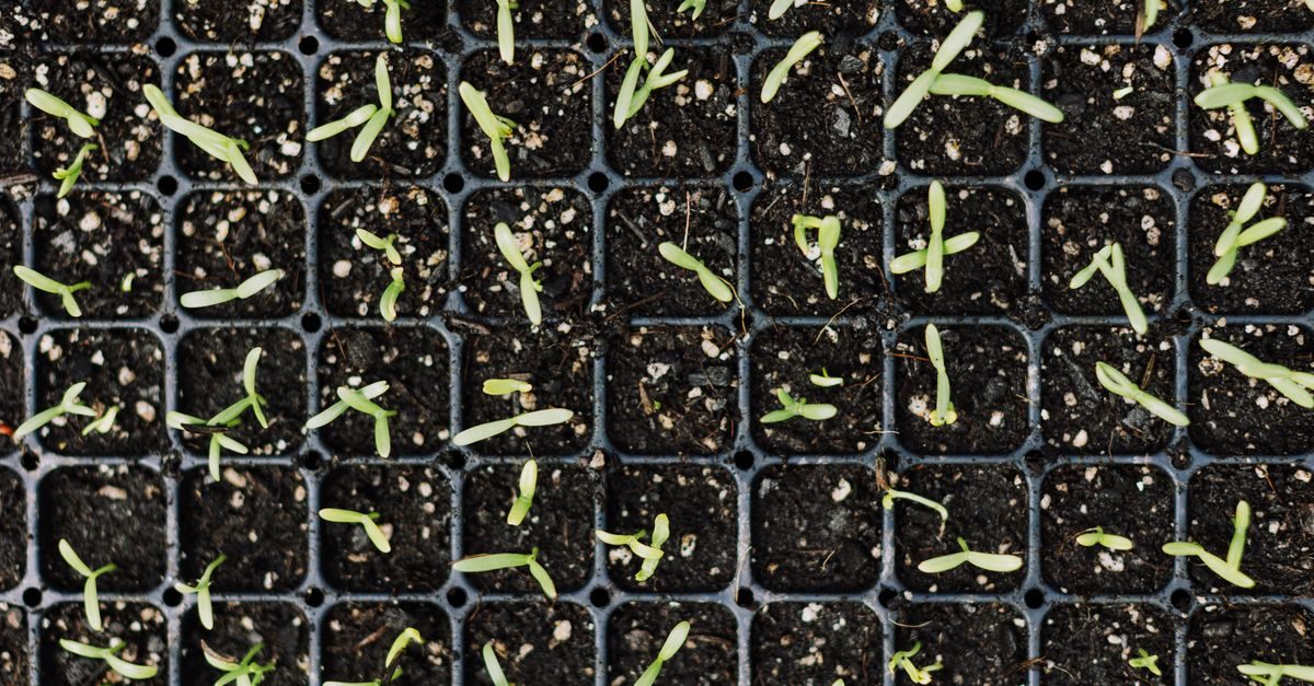 Grass Seed Germination Temperature Chart (by Grass Type)