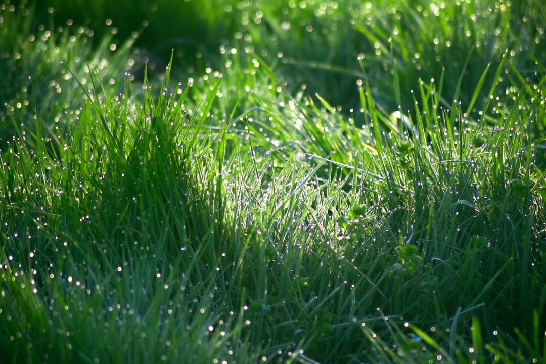 Pre-Emergent Timing: When to Apply by ZIP Code and Soil Temperature