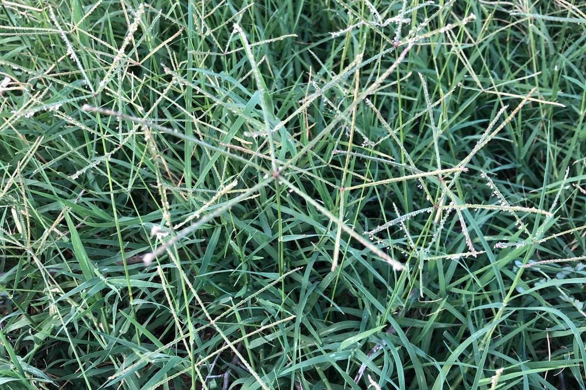 Bermudagrass (Cynodon dactylon) growing as a Oklahoma lawn, close-up of blade texture and growth habit