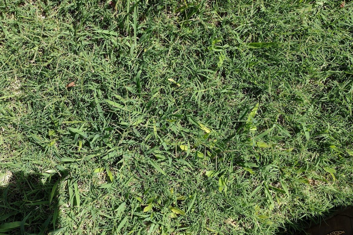 Bermudagrass (Cynodon dactylon) growing as a Hawaii lawn, close-up of blade texture and growth habit