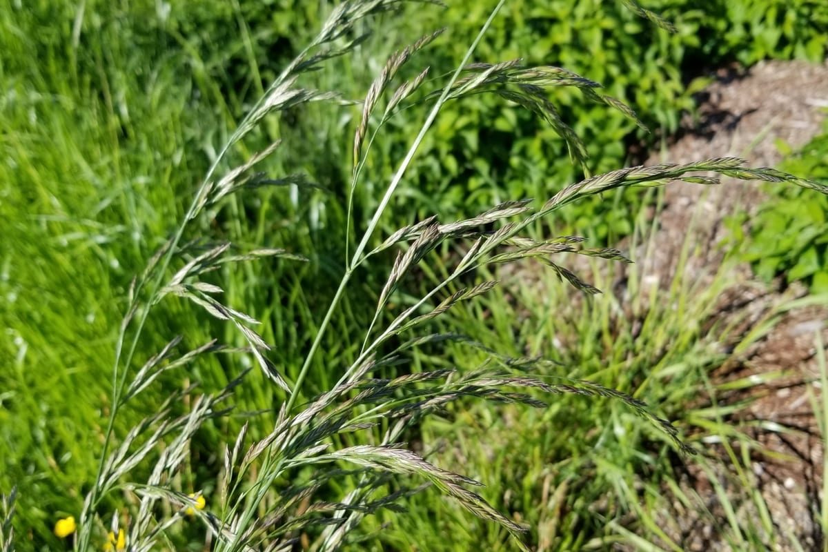 Tall Fescue (Festuca arundinacea) growing as a South Carolina lawn, close-up of blade texture and growth habit