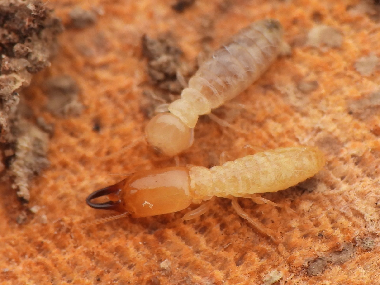 Photo by Sam Kieschnick on iNaturalist (CC BY 4.0) Wingless eastern subterranean termites on wood, including a soldier with dark jaws.