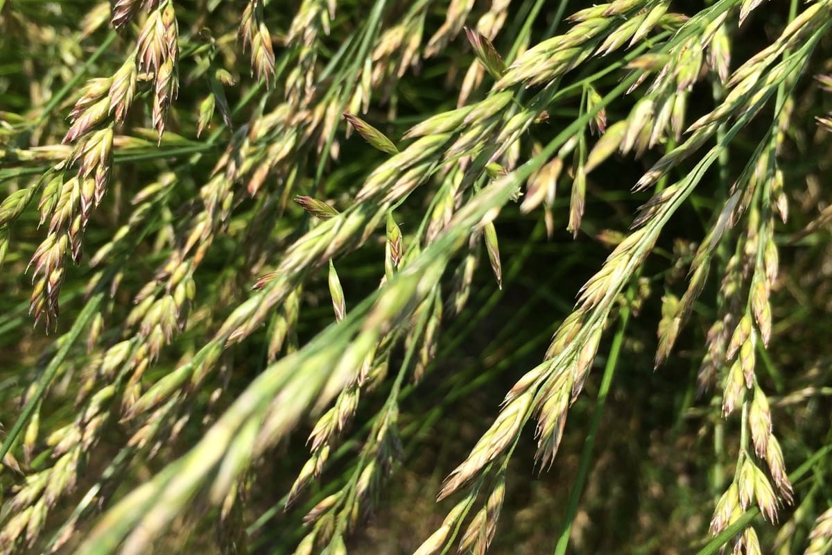 Tall Fescue (Festuca arundinacea) growing as a Mississippi lawn, close-up of blade texture and growth habit