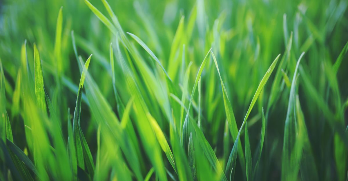 Types of Grass in Alabama: The Common Lawn Grasses