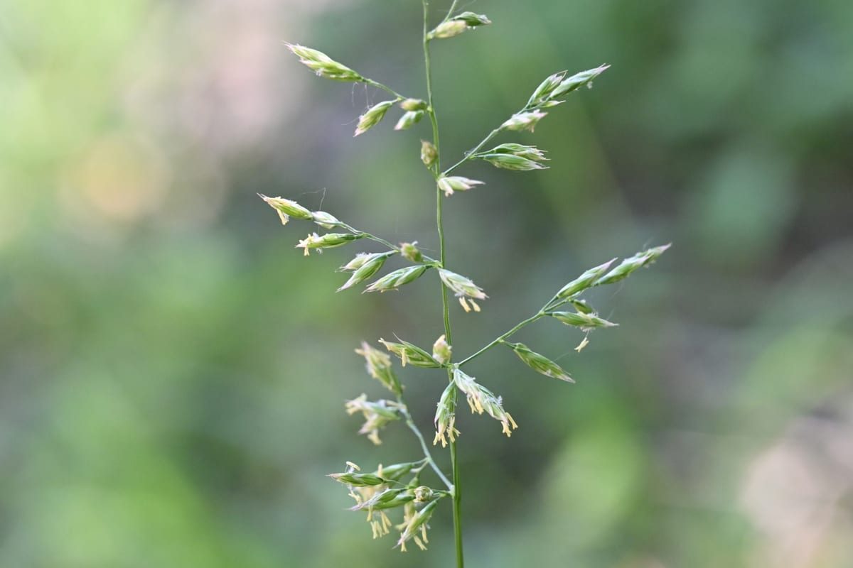 Tall Fescue (Festuca arundinacea) growing as a Texas lawn, close-up of blade texture and growth habit