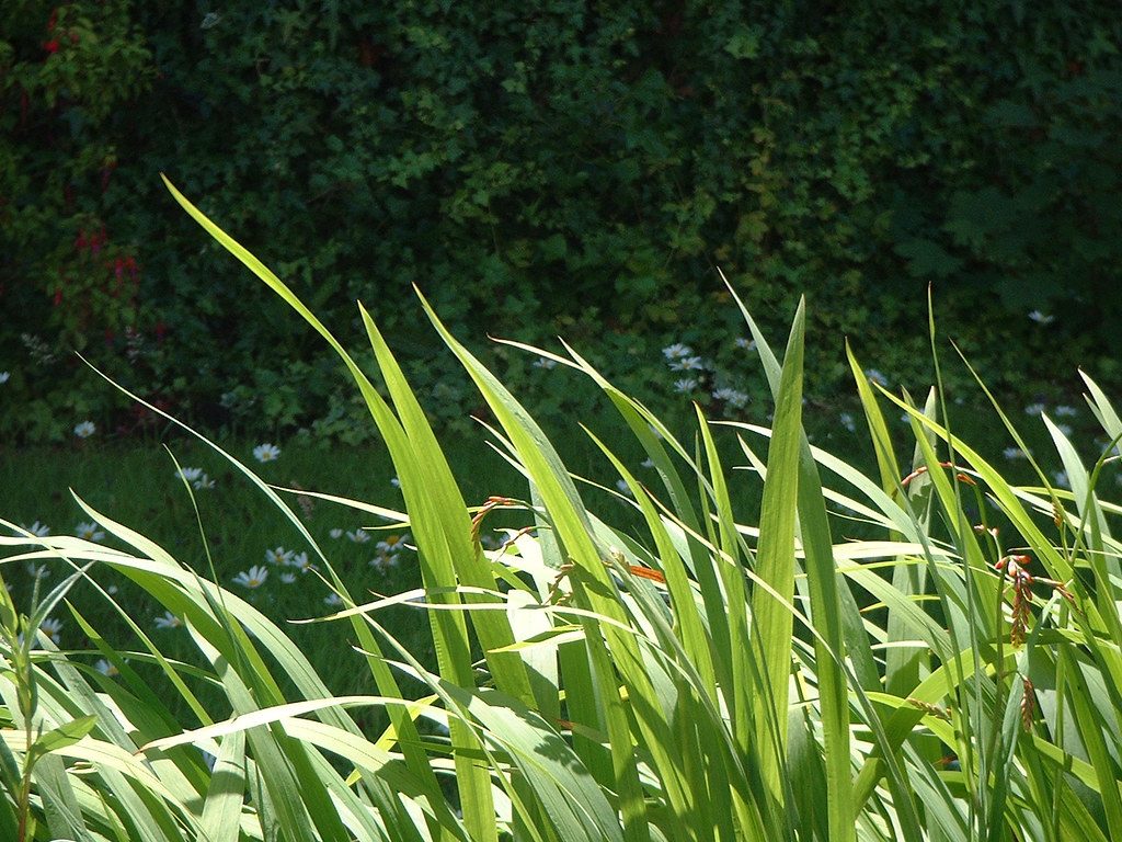 Fertilizing lawn grass