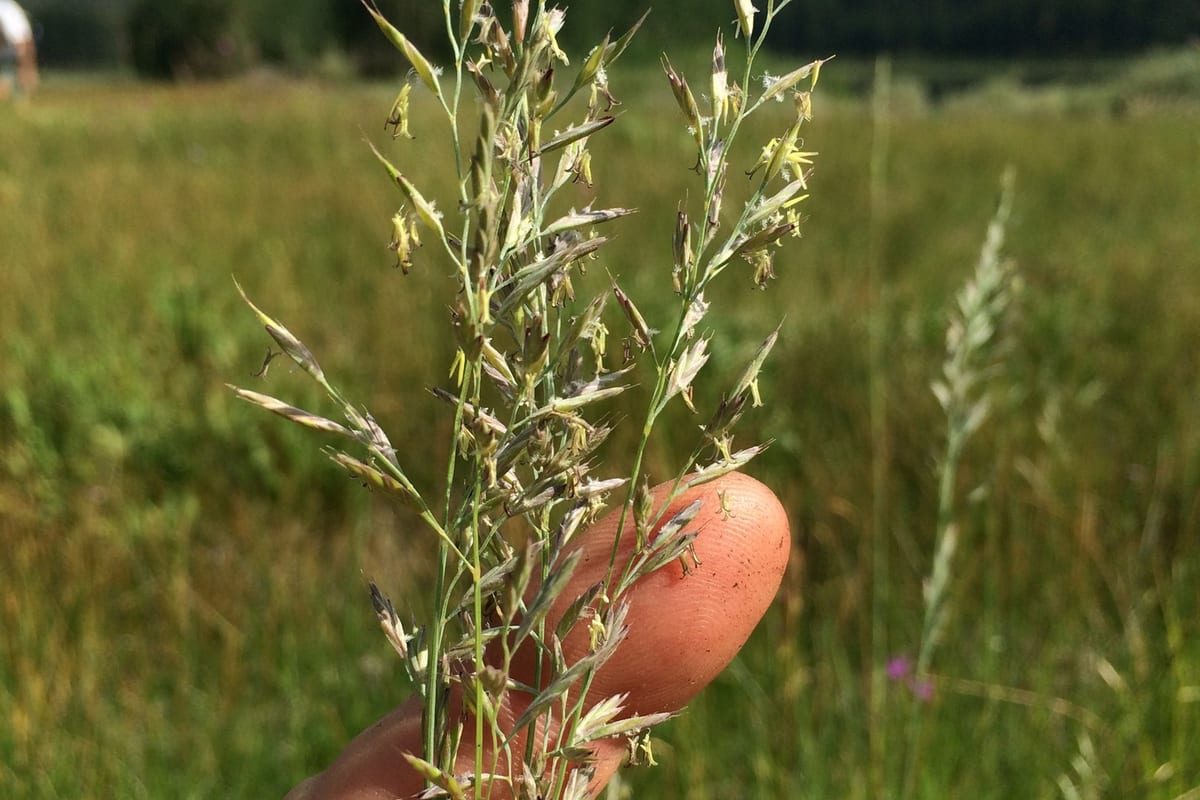 Fine Fescue (Festuca spp.) growing as a Connecticut lawn, close-up of blade texture and growth habit