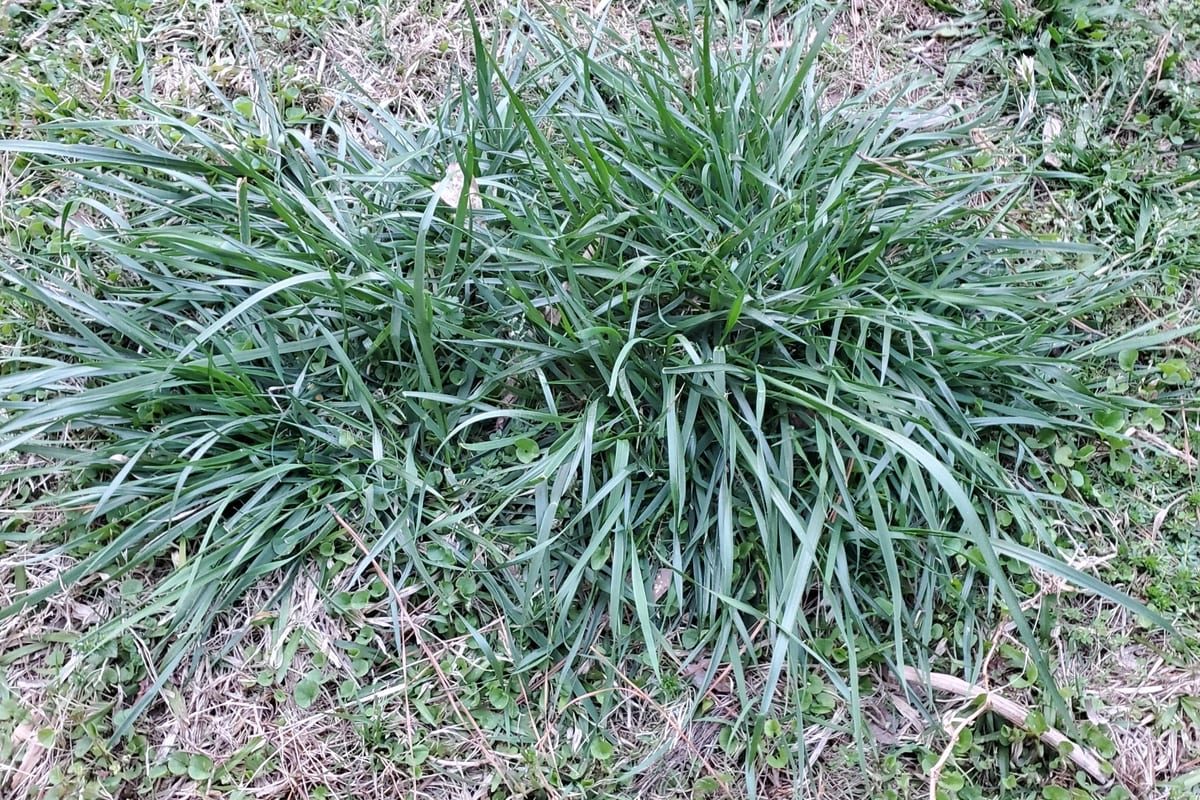 Tall Fescue (Festuca arundinacea) growing as a Nevada lawn, close-up of blade texture and growth habit
