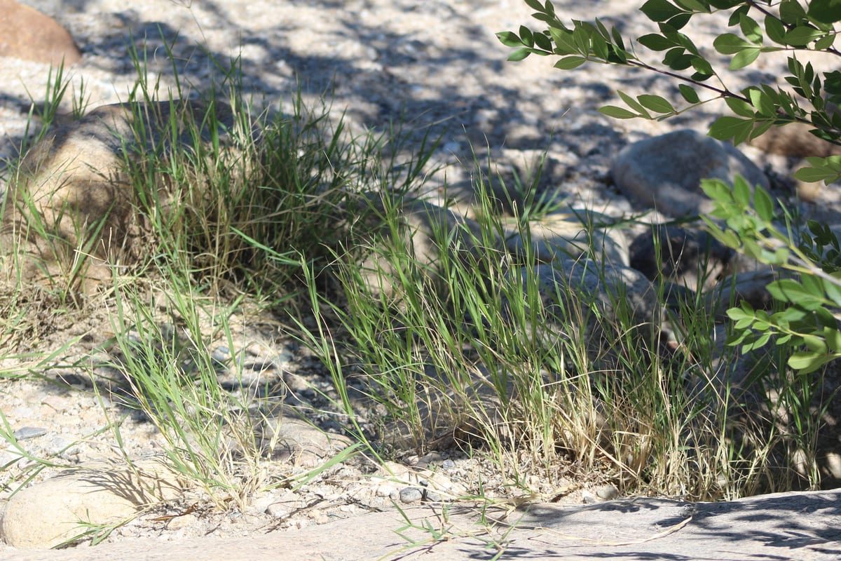 Bermudagrass (Cynodon dactylon) growing as a Mississippi lawn, close-up of blade texture and growth habit