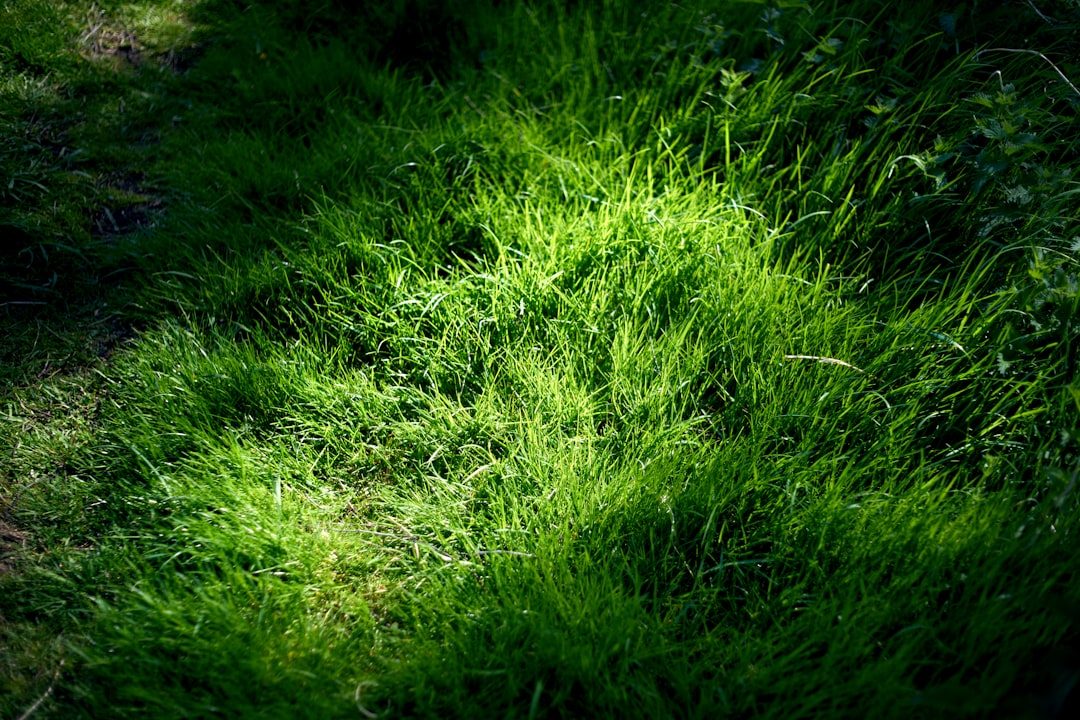 Watering lawn grass