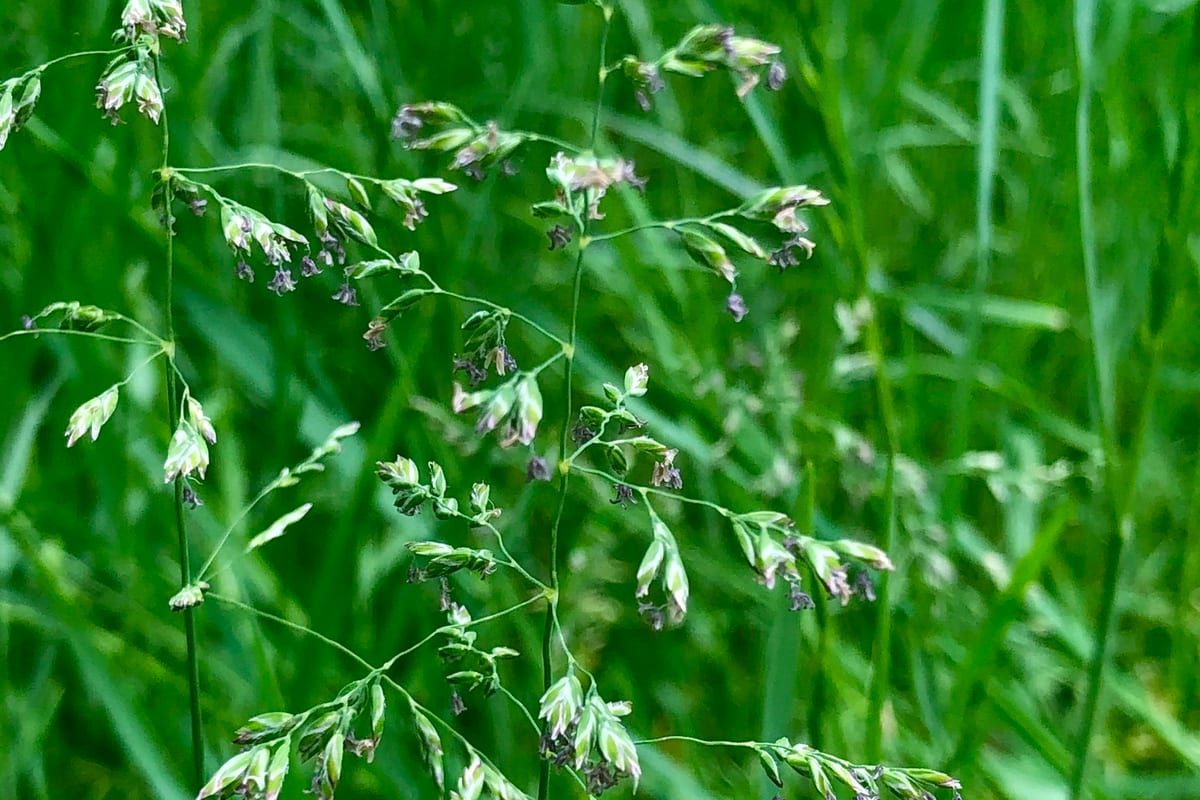 Kentucky Bluegrass (Poa pratensis) growing as a Georgia lawn, close-up of blade texture and growth habit