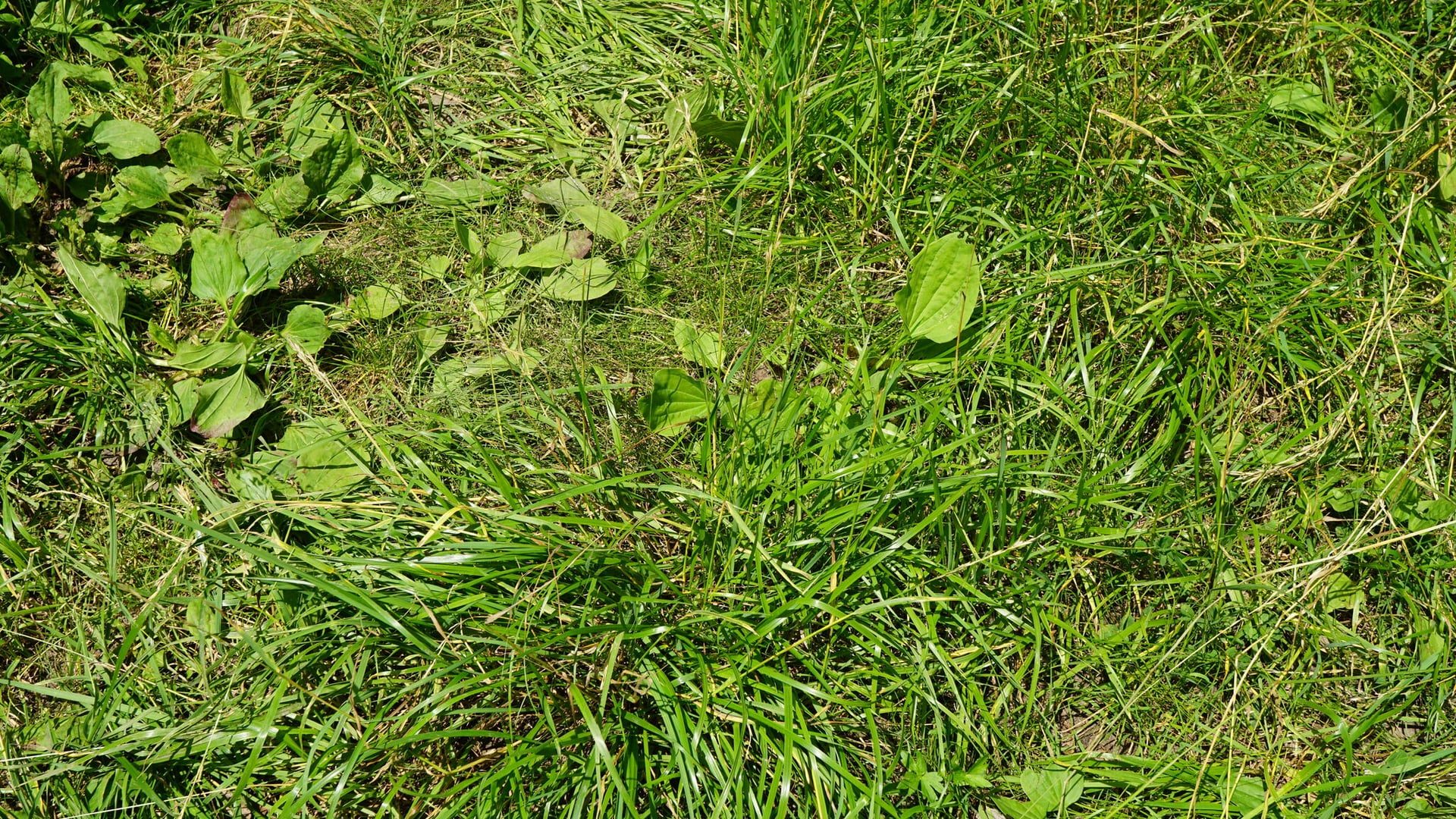 Tall fescue lawn from above, coarse upright blades with broadleaf weeds among them