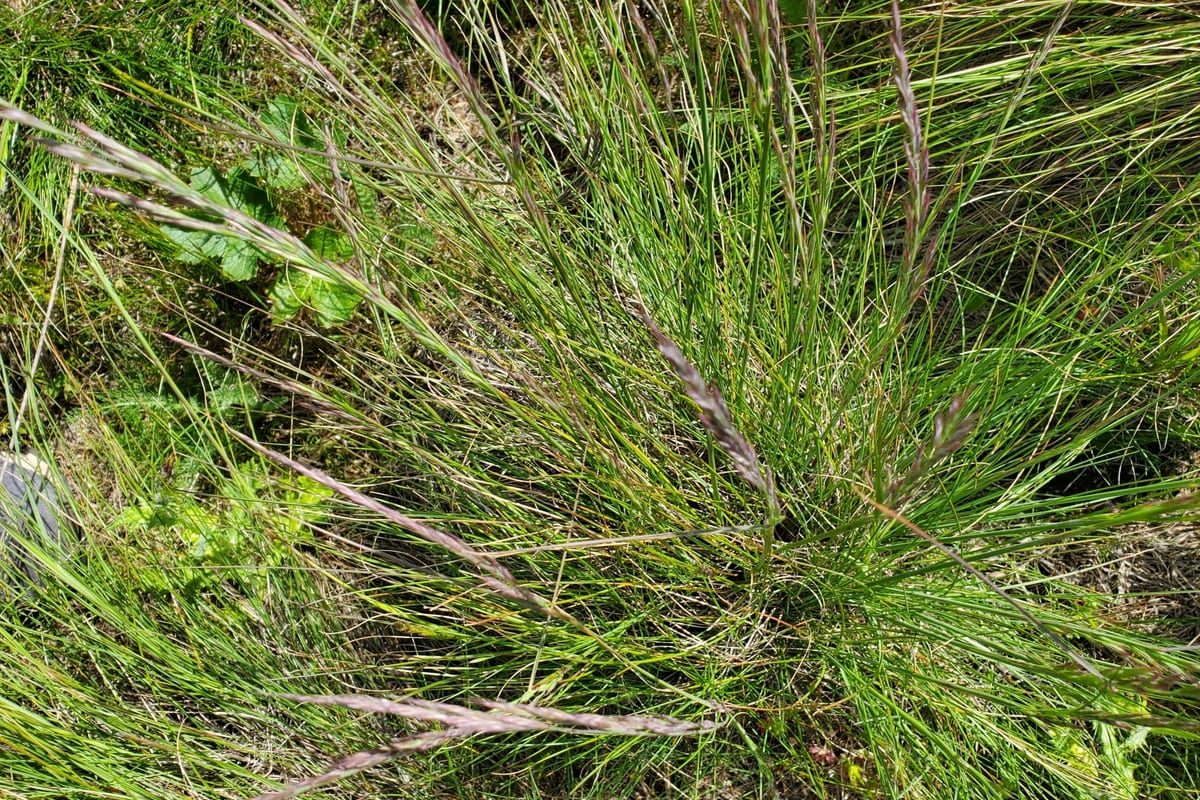 Fine Fescue (Festuca spp.) growing as a Minnesota lawn, close-up of blade texture and growth habit