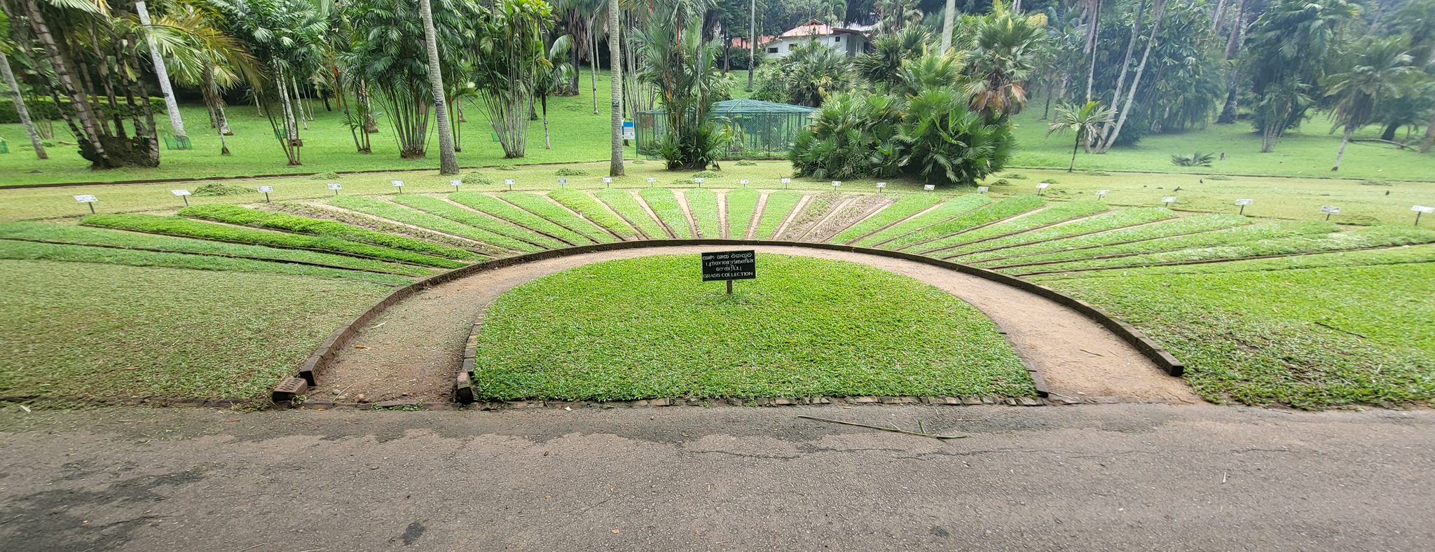 Diagnosing the Causes of Dollar Spots in Your Lawn photo