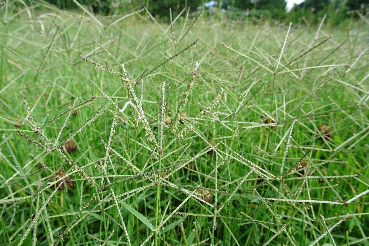 Bermudagrass (Cynodon dactylon) growing as a Kansas lawn, close-up of blade texture and growth habit
