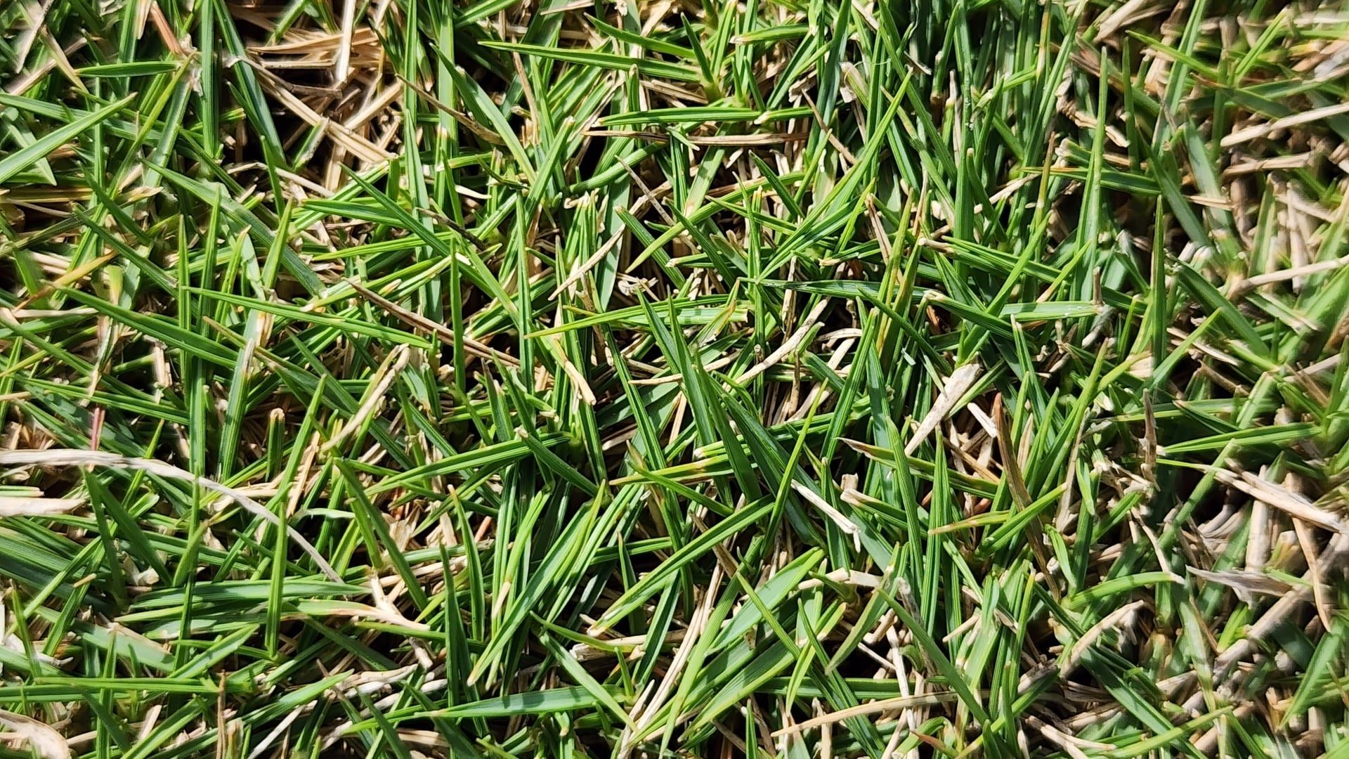 Photo by Kaden Slone on iNaturalist (CC BY 4.0) Dense bermudagrass turf from above, fine pointed blades spreading over pale thatch
