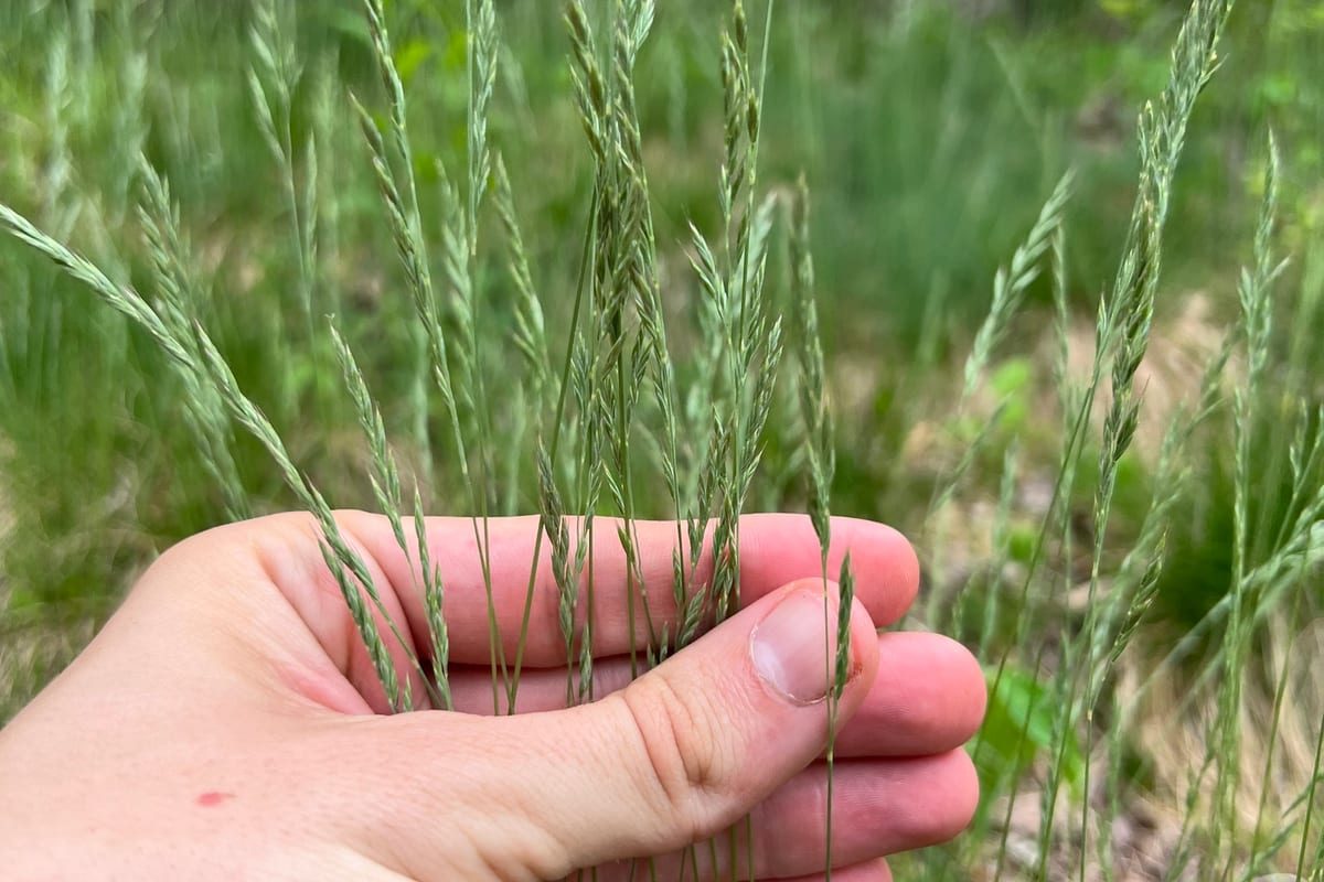 Fine Fescue (Festuca spp.) growing as a Nevada lawn, close-up of blade texture and growth habit