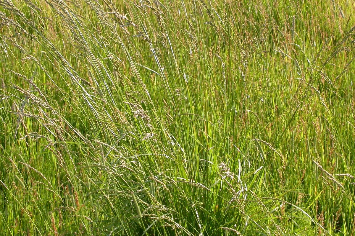 Tall Fescue (Festuca arundinacea) growing as a Wisconsin lawn, close-up of blade texture and growth habit