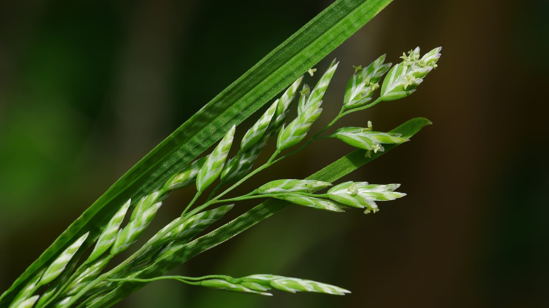 Kentucky bluegrass seed head close-up, a branched panicle of green spikelets on a stem