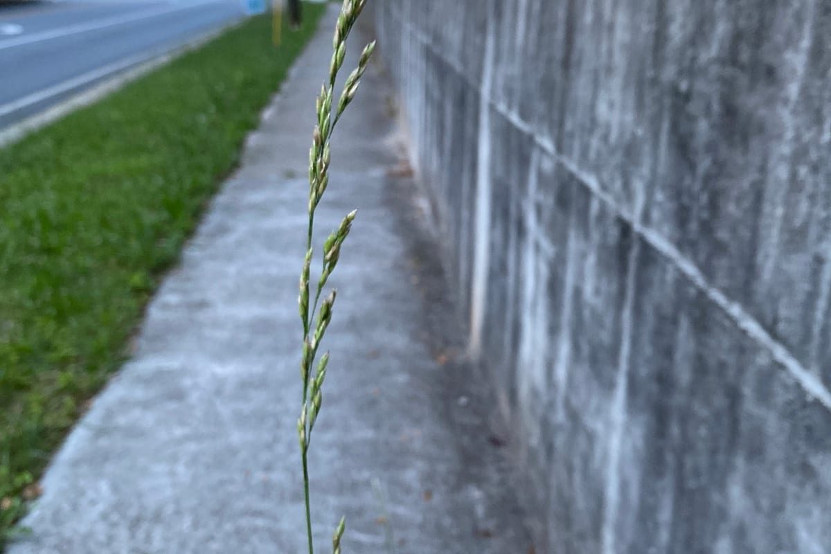 Tall Fescue (Festuca arundinacea) growing as a Colorado lawn, close-up of blade texture and growth habit